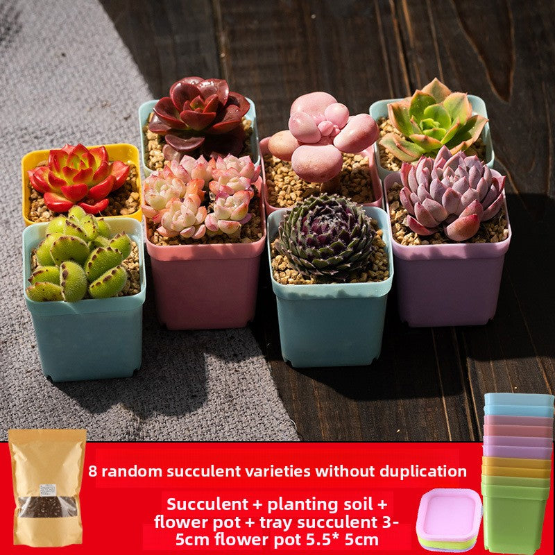 Succulent plants