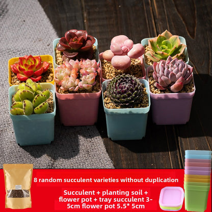 Succulent plants