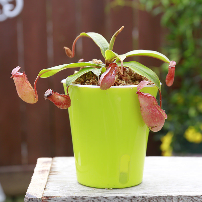 Carnivorous Potted Plants with Self Watering Basin