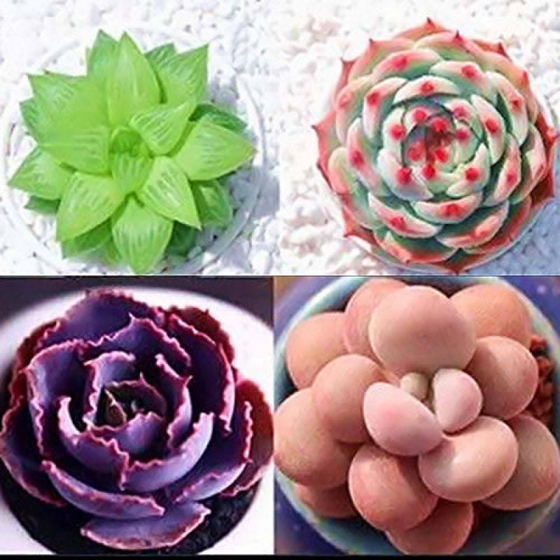 Jade Dew & Money String Succulent Collection