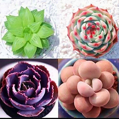 Jade Dew & Money String Succulent Collection