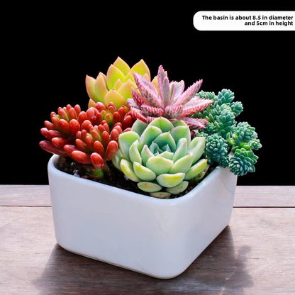 Succulent Plants with Pots Indoor Green Decor