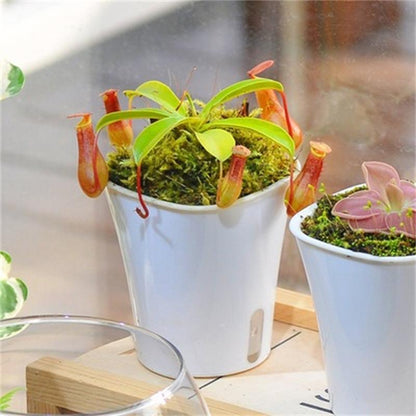 Carnivorous Potted Plants with Self Watering Basin