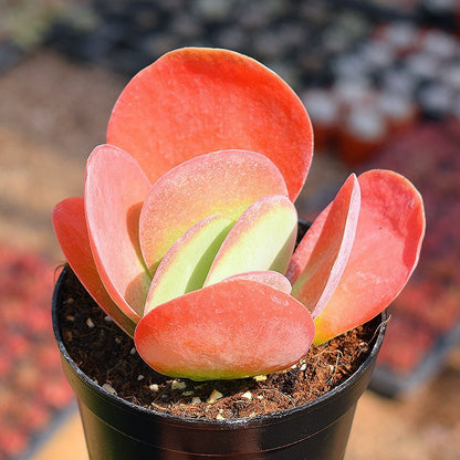 Succulent Plants with Pot and Soil