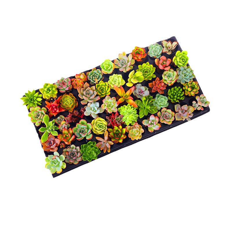 Succulent plants