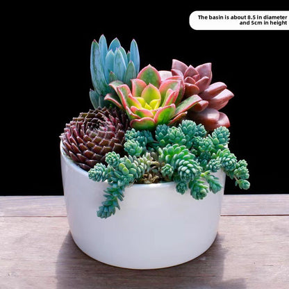 Succulent Plants with Pots Indoor Green Decor