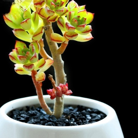 Succulent Plants with Pot and Soil