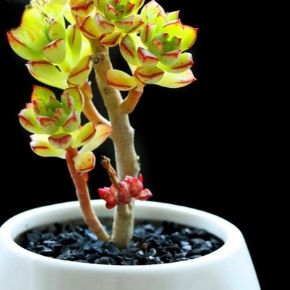 Succulent Plants with Pot and Soil