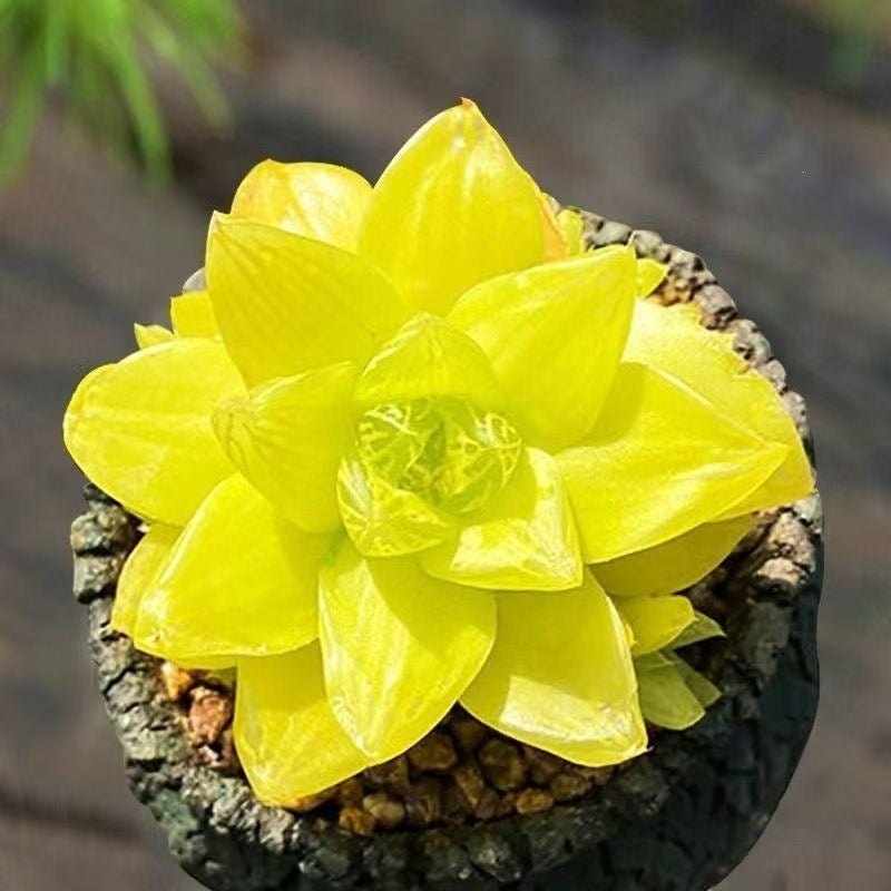 Jade Dew Succulent Variety Pack