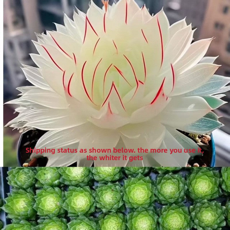Jade Dew Succulent Variety Pack