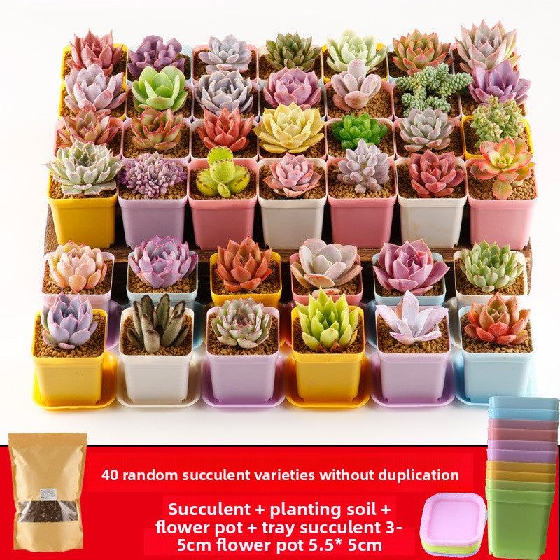 Succulent plants