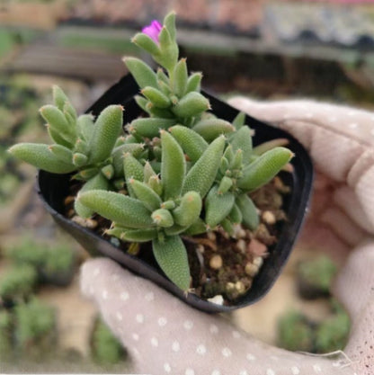 Mini Succulent Plants for Desktop Decoration