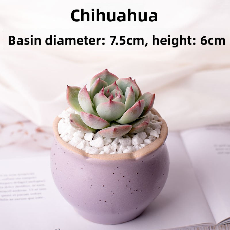 Succulent Potted Plants with Decorative Pots