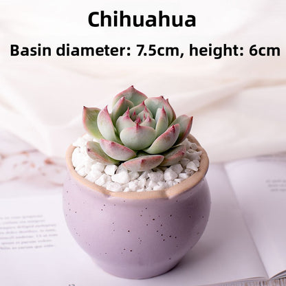 Succulent Potted Plants with Decorative Pots