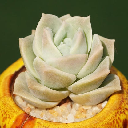 Succulent Potted Plants Set Indoor Decoration
