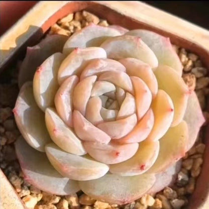 Succulent Potted Plants Set Indoor Decoration