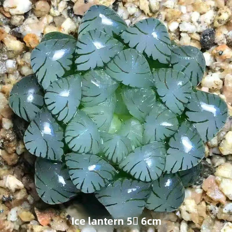 Succulent plants