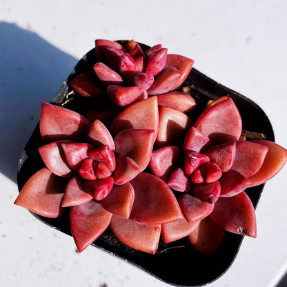 Rainbow Succulent Variety Collection