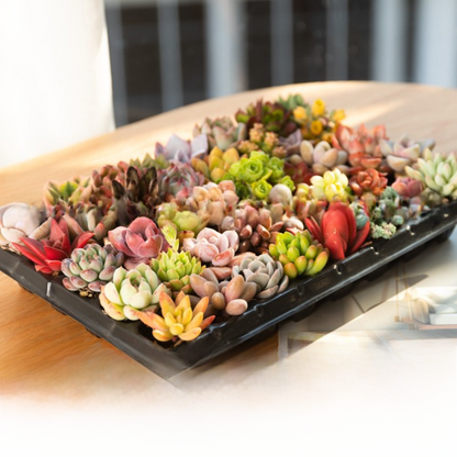 Succulent plants