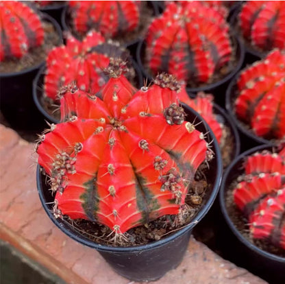 Grafted Peony Cactus Potted Succulent Plant