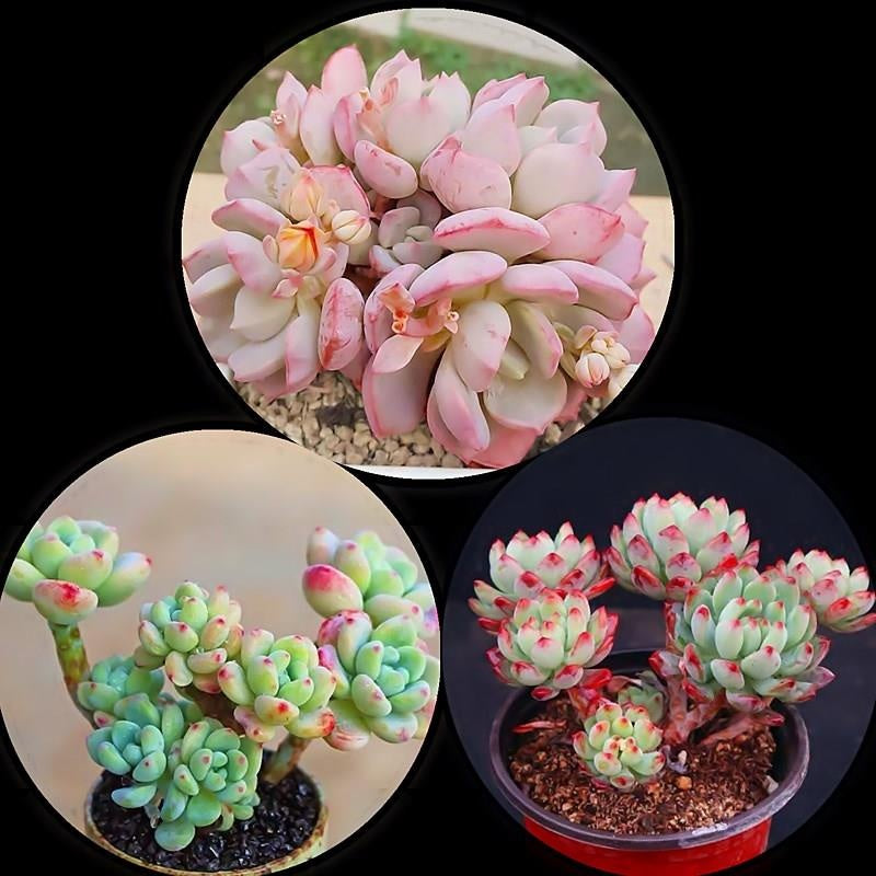 Jade Dew & Money String Succulent Collection