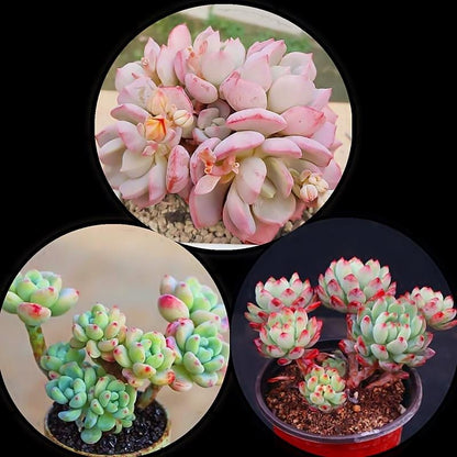 Jade Dew & Money String Succulent Collection