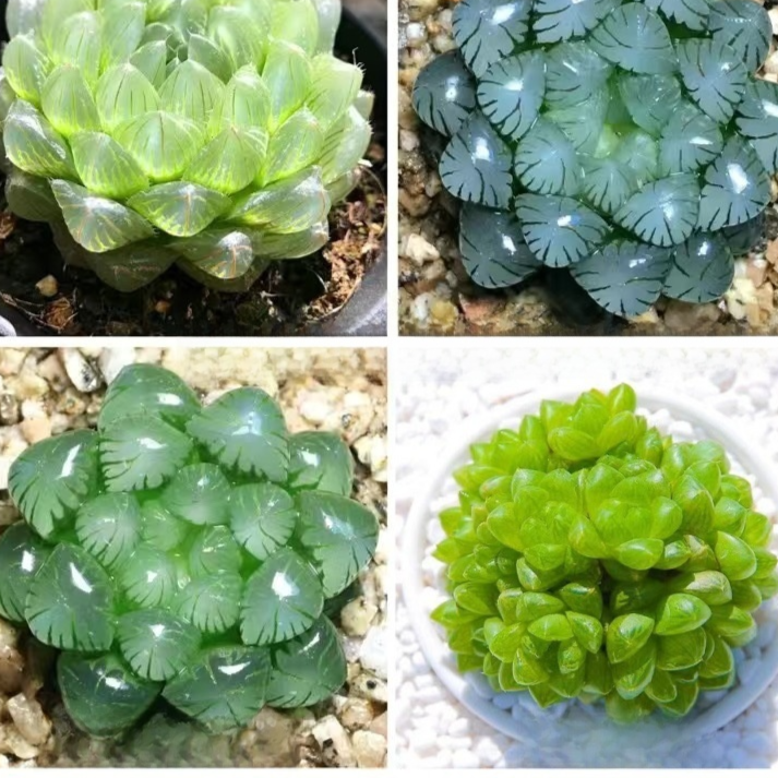 Succulent plants