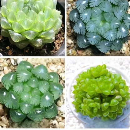 Succulent plants