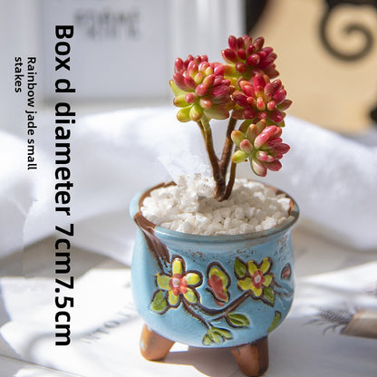 Succulent Potted Plants with Decorative Pots