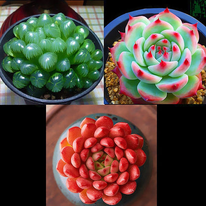 Jade Dew & Money String Succulent Collection