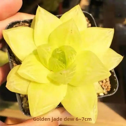 Succulent plants