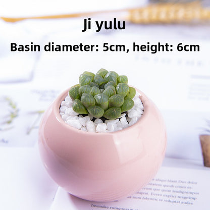 Succulent Potted Plants with Decorative Pots