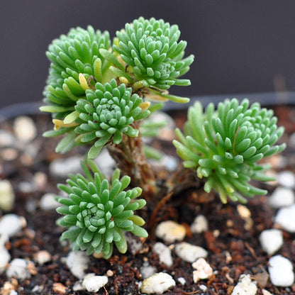 Succulent Plants with Pot and Soil
