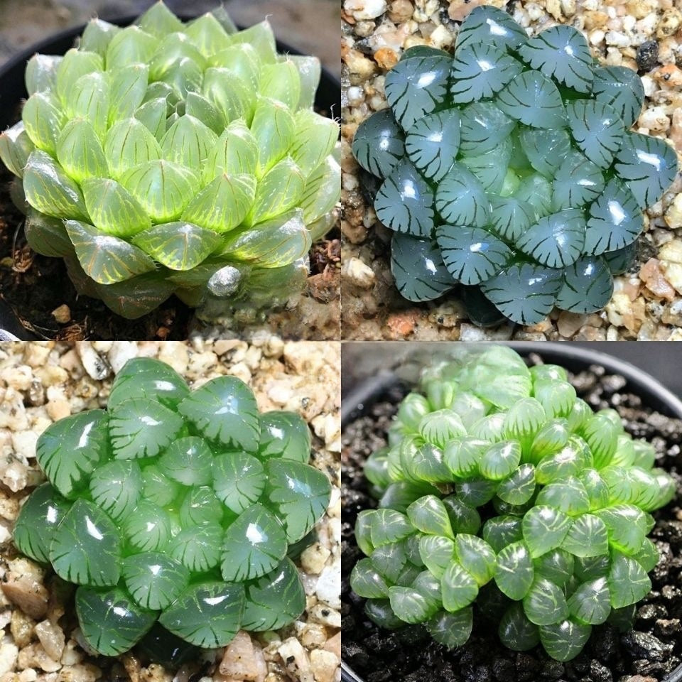 Succulent plants