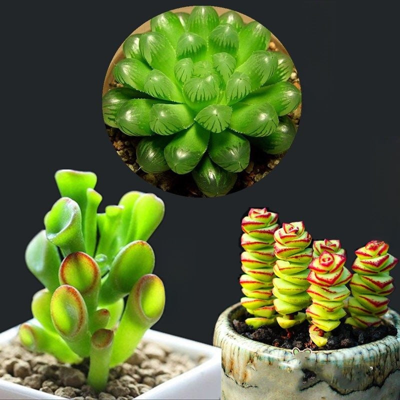 Jade Dew & Money String Succulent Collection