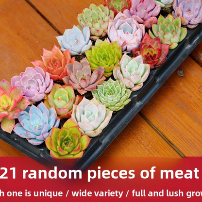 Succulent plants