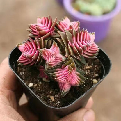 Cluster Succulent Plants in Pot