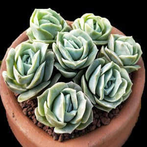 Succulent Potted Plants Set Indoor Decoration