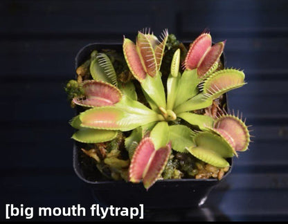 Carnivorous Plants Variety Collection