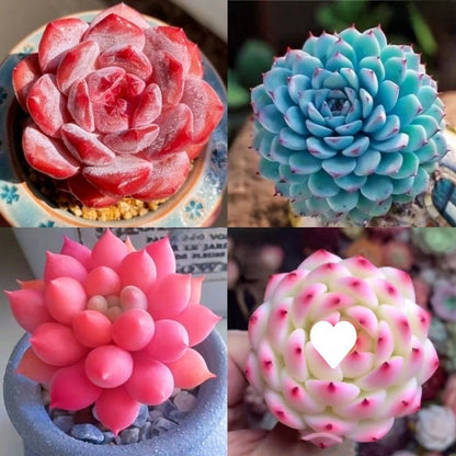 Succulent Plant Potted Combination with Red Dragonfly Design