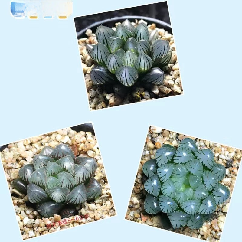 Succulent plants