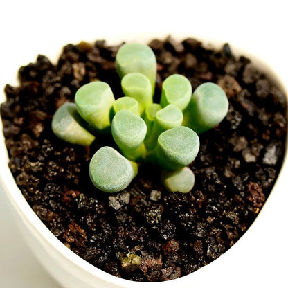 Succulent Plants with Pot and Soil