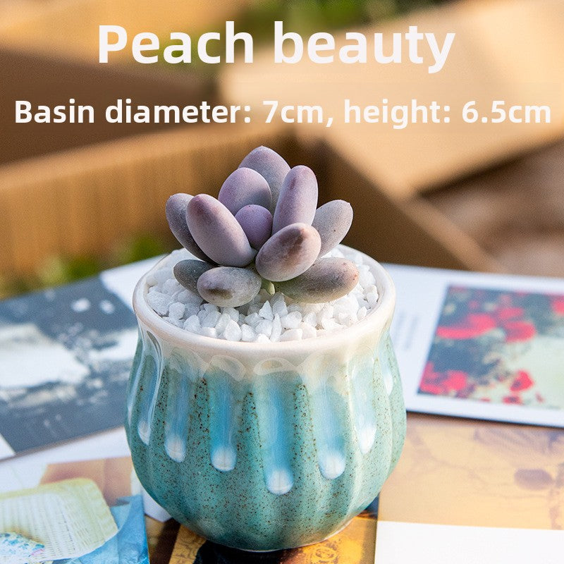 Succulent Potted Plants with Decorative Pots