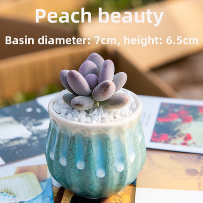 Succulent Potted Plants with Decorative Pots