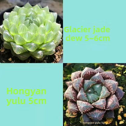 Succulent plants
