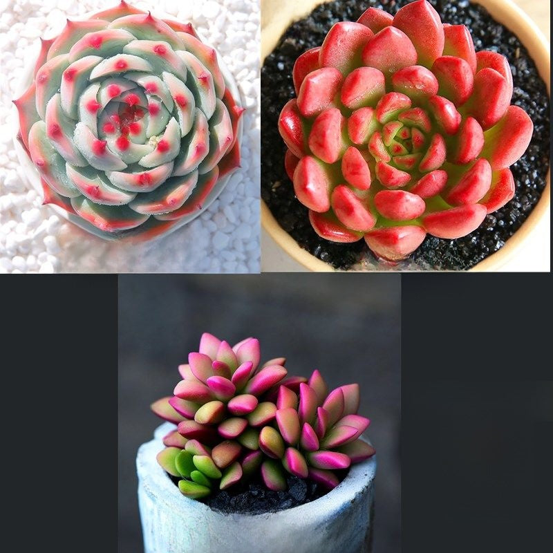 Jade Dew & Money String Succulent Collection