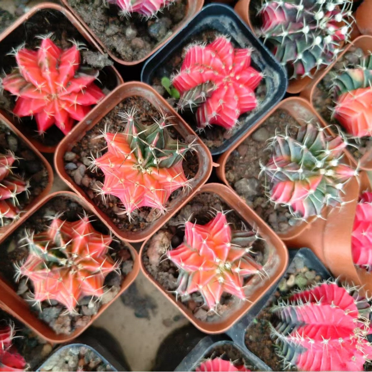Rib Peony Brocade Succulent Cactus Plant