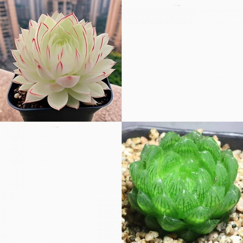 Jade Dew Succulent Variety Pack