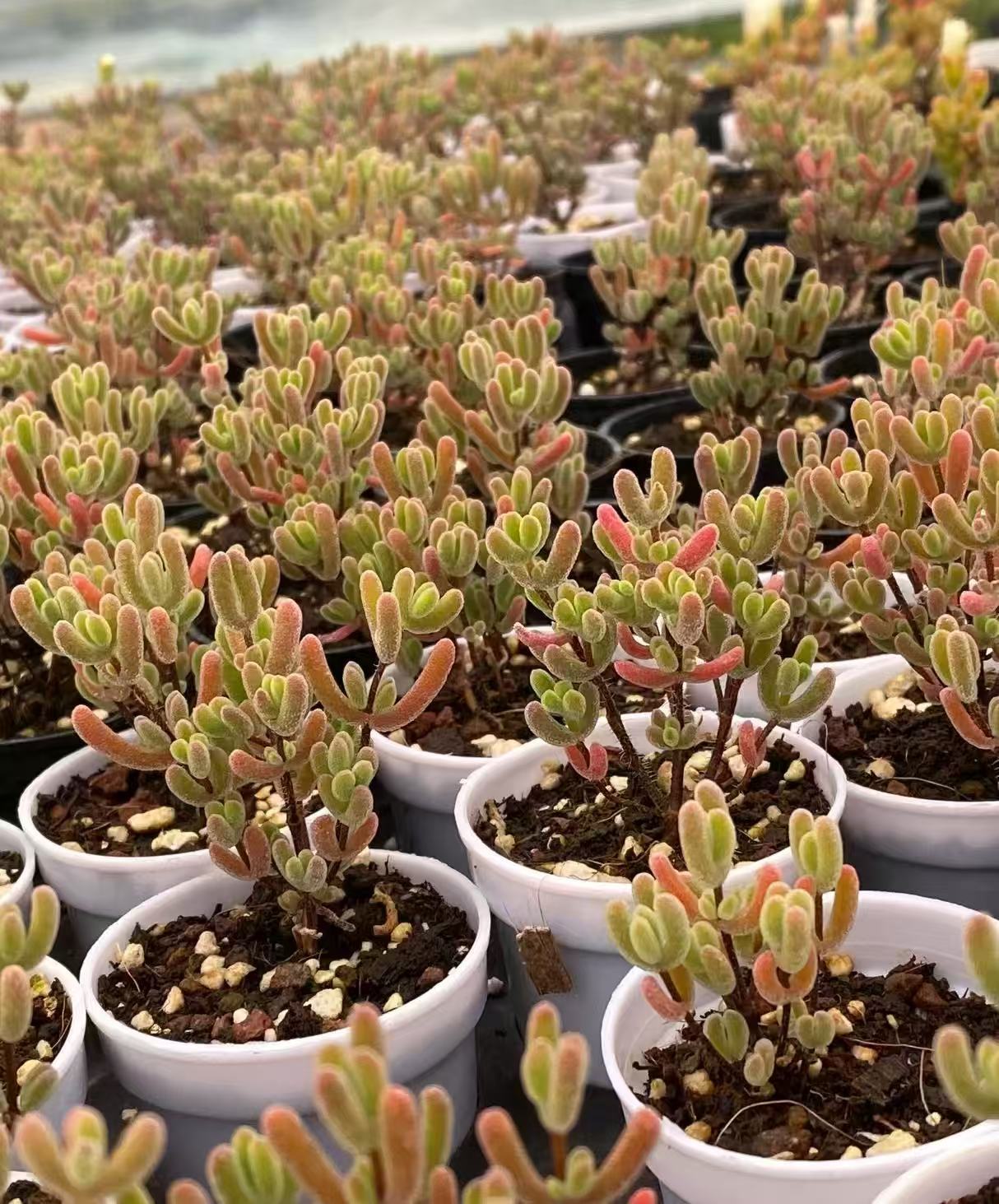Mini Succulent Plants for Desktop Decoration