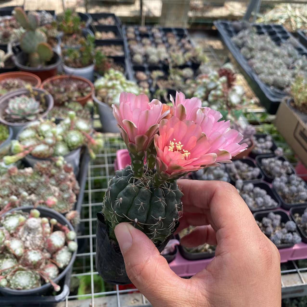 Feihua Jade Bulb Cactus